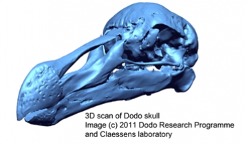 El escaneo 3D revela secretos escondidos del dodo