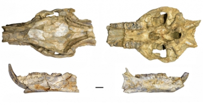 El misteriós cas dels porcs desapareguts