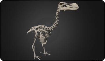 El primer atlas 3D del extinto dodo