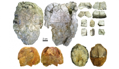 Desenredando la taxonomía de la tortuga Ptychogaster del Vallés-Penedés