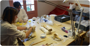 Estudio y preparación de los fósiles de la Grotte de la Carrière