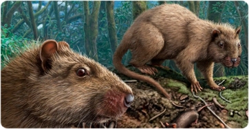 Life reconstruction of the rodent Canariomys on Tenerife Island. The house mouse (Mus musculus), which likely coexisted with Canariomys, is included for scale.