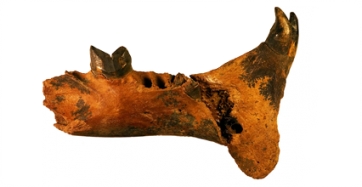 Fotografia del fragment de la mandíbula de M. adroveri excavat a la cova Taurina (Crimea, Rússia)