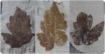 Lateral leaflets of Nekemias mucronata stored at the Museu de Ciències Naturals de Barcelona.