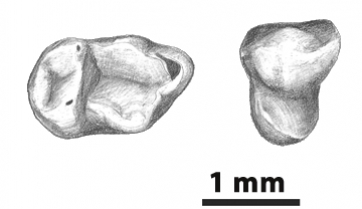 Pseudoloris cuestai, un nuevo primate del Eoceno en Soria