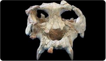 La cara oculta de Pierolapithecus