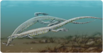 Recreación del aspecto en vida de dos Pleurosaurus goldfussi, un esfenodonte del Jurásico Superior de Alemania y Francia. (© N. Tamura).