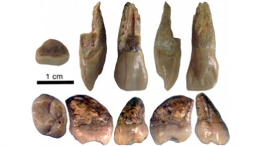 De qui eren les dents de La Grive?