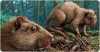Reconstrucció en vida del rosegador Canariomys a l’illa de Tenerife. El ratolí domèstic (Mus musculus), que probablement va coexistir amb Canariomys, s’hi inclou a escala.