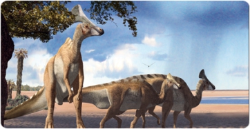 Una nova aproximació a l’evolució de la dentició i les crestes dels dinosaures de bec d’ànec
