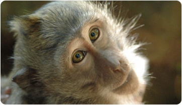 Una extraña pareja: Mesopithecus y macacos fósiles a finales del Mioceno