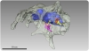 A glimpse into the brain of a dinosaur using 3D technology