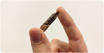 Image of one of the teeth of the titanosaur that has been included in the study. The length is about 3 cm (Bernat Vázquez / © Institut Català de Paleontologia Miquel Crusafont).