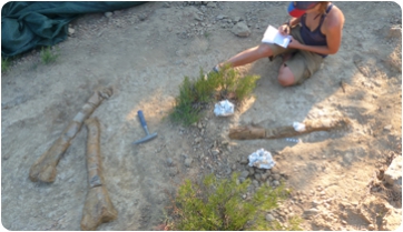 Descubierto un nuevo yacimiento de dinosaurios en Basturs, en Lleida