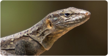 Ejemplar juvenil de la especie de lagarto de Gran Canaria Gallotia stehlini 