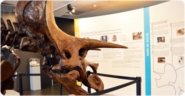 ¿Cómo evolucionó el escudo del Triceratops?