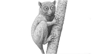 Nuevos restos de Pseudoloris parvulus, un pequeño primate del Eoceno