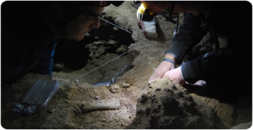 La campanya anual d’excavació a la Grotte de la Carrière proporciona prop de 500 noves restes del Pleistocè mitjà
