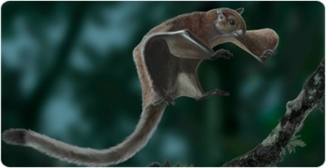 Recreation of life appearance of a giant flying squirrel genus Miopetaurista (Oscar Sanisdro / Institut Català de Paleontologia Miquel Crusafont).