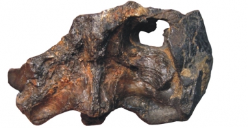 Crani de la nova espècie de tortuga Pleurosternon moncayensis (Adán Pérez-Garcia / UNED)
