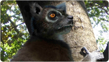 Nievesia sossisensis, un nuevo pequeño primate del Pirineo