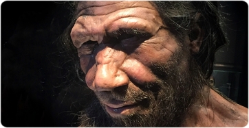 Recreació de l&#039;aspecte en vida d&#039;un home neandertal al Museu d&#039;Història Natural de Londres. (Foto: Allan Henderson sota llicència CC BY 2.0)