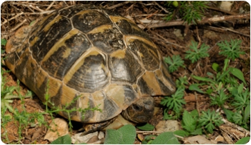 La tortuga fósil del Park Güell