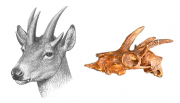 Adaptar-se o morir: la dieta com a element clau en l’evolució dels mamífers a les illes