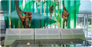 En Jordi, la Laia i en Pau: tres hominoïdeus del Miocè a CosmoCaixa
