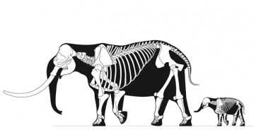 Adulto y cría de P. falconeri (adaptado a partir de Larramendi et. al bajo licencia CC BY-NC en doi:10.4404/hystrix-26.2-11478)