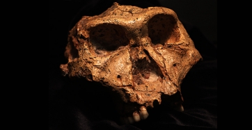SK 48, the skull of an adult Paranthropus robustus recovered at Swartkrans.