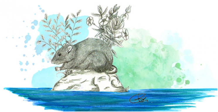 From island to island: the trip of the giant rat Mikrotia magna