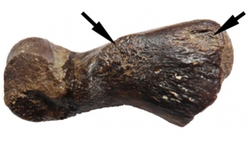 Primera descripció d’una patologia òssia en un cocodril de l’Eocè