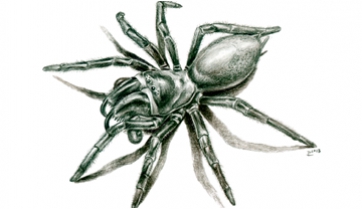 Friularachne rigoi, a small spider contemporary with the early European dinosaurs