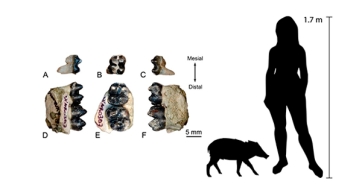 A l’esquerra, dents fòssils i fragments de mandíbula de Cainochoerus procedents de la Formació Lemudong’o, al sud de Kenya (Yang et al., 2026). A la dreta, una comparació de mida amb una persona adulta