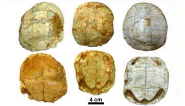 Posant ordre al calaix de sastre de les tortugues terrestres del gènere Testudo