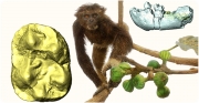 Reconstruction of the life appearance of Pliobates cataloniae elaborated by Quagga (currently on display at the ICP Museum in Sabadell), surrounded by the new infantile mandible with the permanent molars in semitransparency (right) and occlusal view of the digitally extracted lower first molar showing the distal arm of the pliopithecine triangle (left), not to scale. Photograph by D.M. Alba and digital renders by Florian Bouchet, © ICP