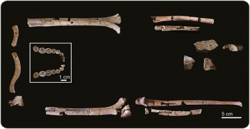 La dentición mandibular y los elementos postcraneales que constituyen KNM-ER 64060 y KNM-ER 64061, respectivamente