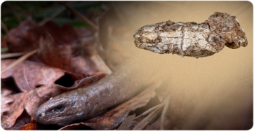 El vidriol (Anguis fragilis), un ànguid actual, ajuda a entendre com eren els seus parents del passat. El vidriol es confon sovint amb una serp, però es tracta d’un llangardaix sense potes